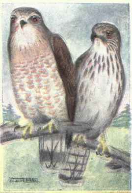 American Rough legged Hawk