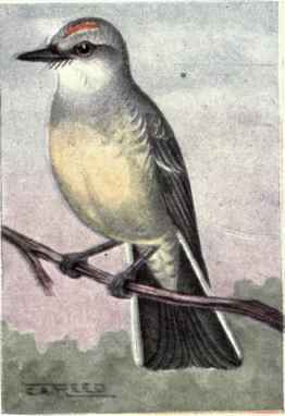 Arkansas Kingbird