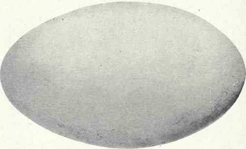Ashy gray