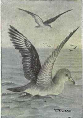 Audubon's Shearwater