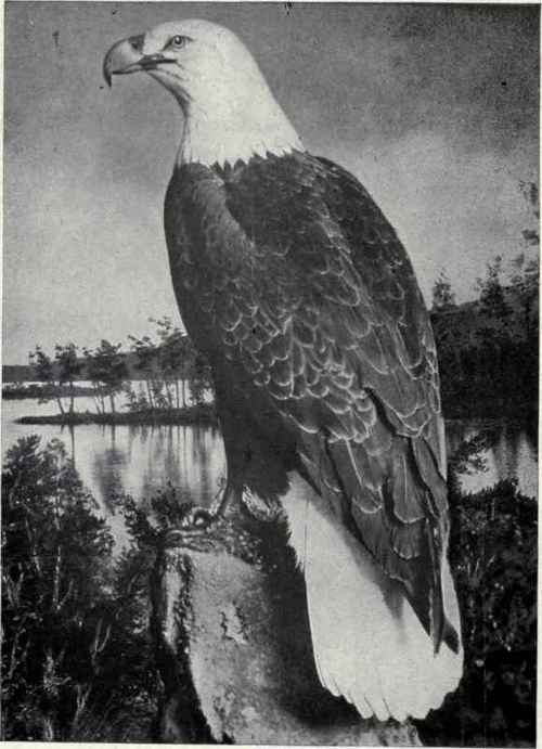 BALD EAGLE