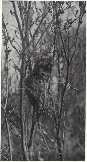 BUSH TIT AND NEST