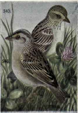 Baird's Sparrow .Grasshopper Sparrow