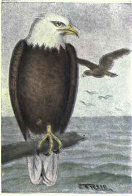 Bald Eagle