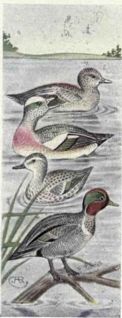 Baldpate Green winged Teal