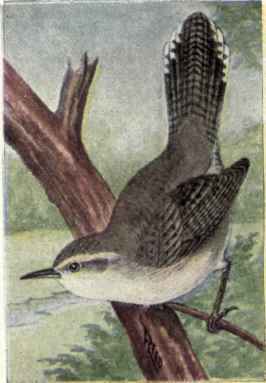 Bewick's Wren