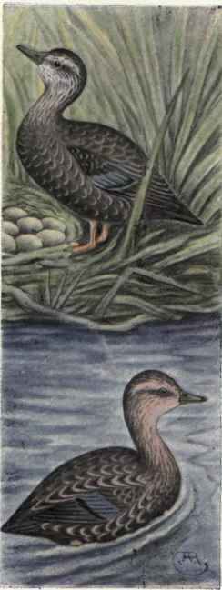 Black Duck. Florida Duck