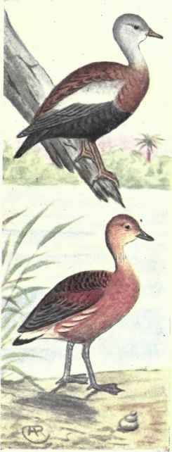 Black bellied Tree duck Fulvous Tree duck