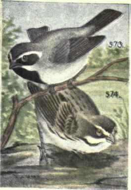 Black throated Sparrow