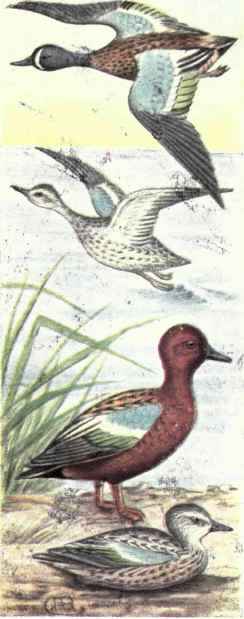 Blue winged Teal. Cinnamon Teal