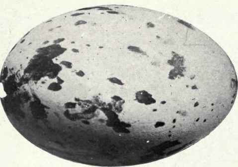 Bluish white EGG OF BLACK VULTURE