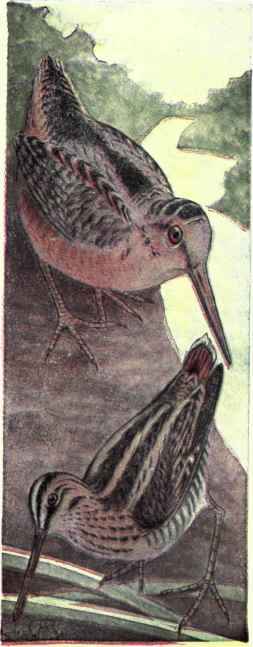 Books on Birds 1550