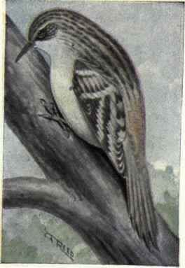 Brown Creeper