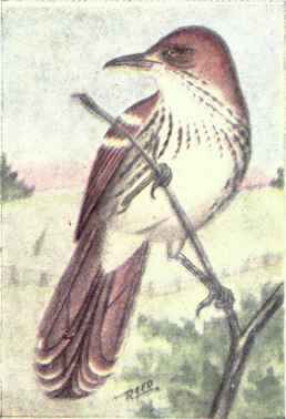 Brown Thrasher