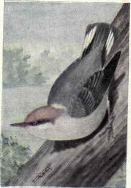 Brown headed Nuthatch