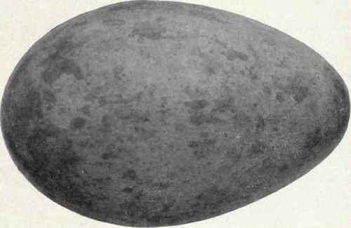 Brownish buff EGG OF WHOOPING CRANE