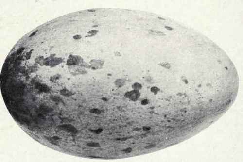 Buff EGG OF LITTLE BROWN CRANE