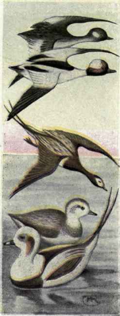 Buffle head. Old squaw