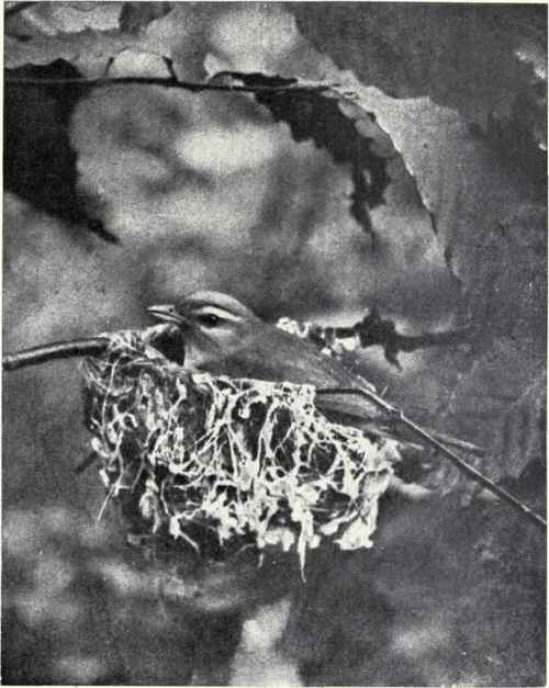 C. A. Reed. RED EYED VIREO ON NEST