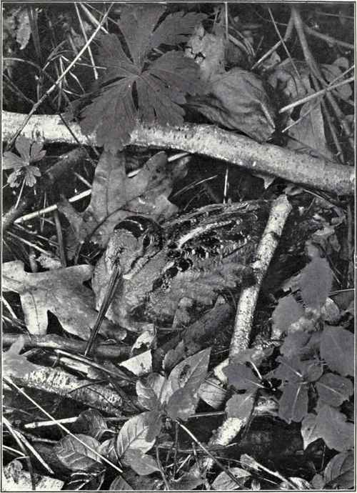 C. A. Reed. WOODCOCK ON HER NEST.