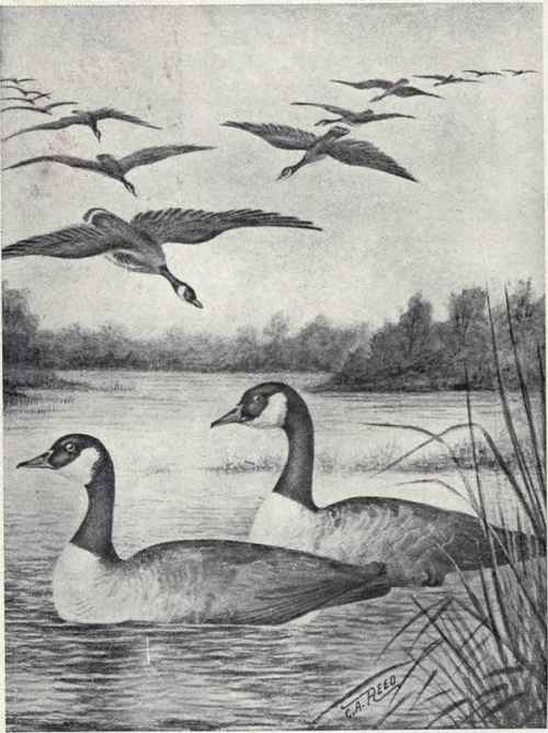 CANADA GEESE. LAMELLIROSTRAL SWIMMERS