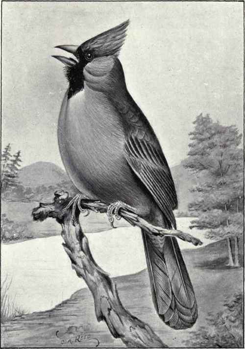 CARDINAL
