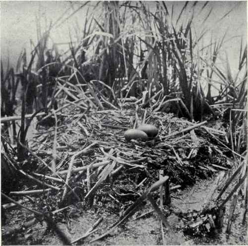 CHARACTERISTIC NEST OF A LOON
