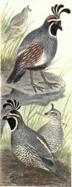 California Partridge