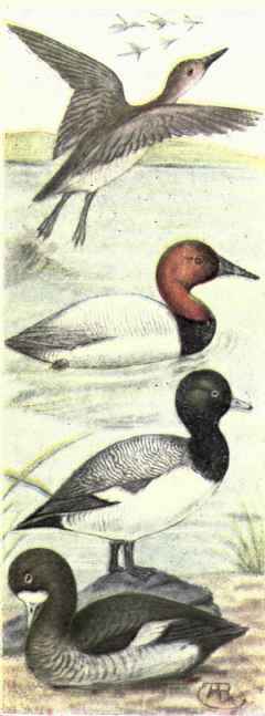 Canvas back American Scaup Duck