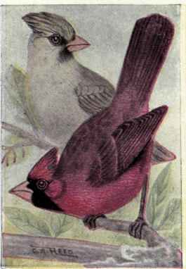 Cardinal
