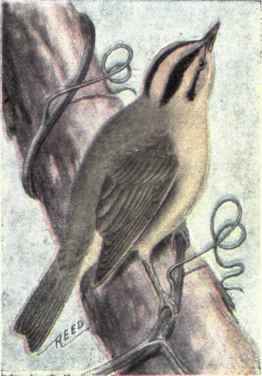 Carolina Wren