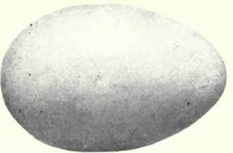 Chalky bluish white