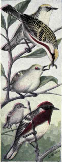 Chestnut sided Warblers Bay breasted Warblers