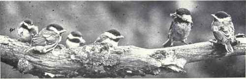 Chickadee Family