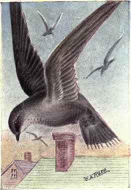 Chimney Swift