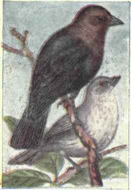 Cowbird