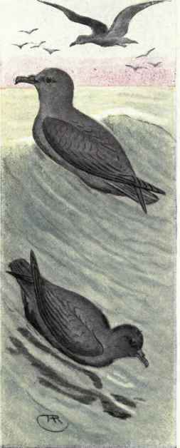 Dark bodied Shearwater Slender billed Shearwater