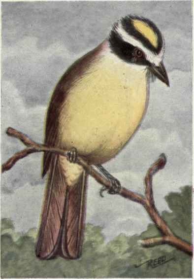Derby Flycatcher