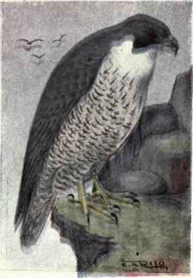 Duck Hawk
