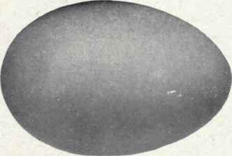 Dull olive gray