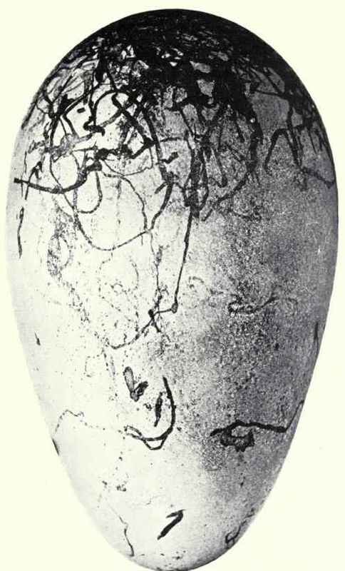 EGG OF THE GREAT AUK
