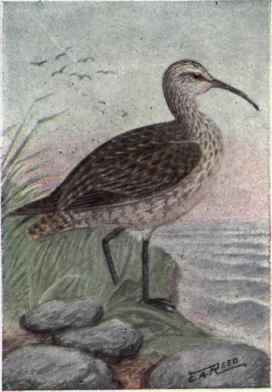 Eskimo Curlew,