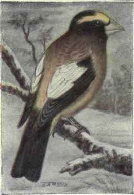 Evening Grosbeak