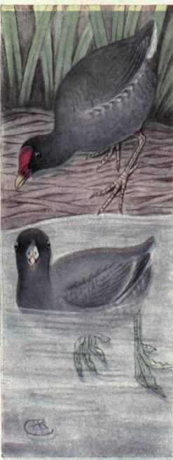 Florida Gallinule. Coot.