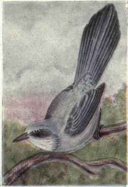 Florida Jay