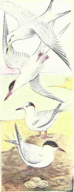 Forsters Tern. Common Tern