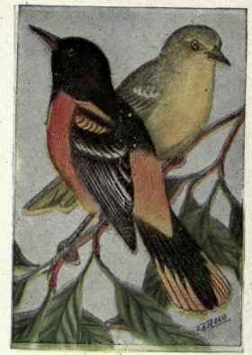 From Land Birds