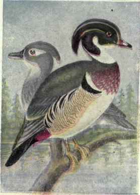 From Water Birds
