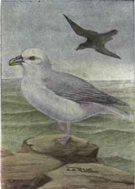 Fulmar