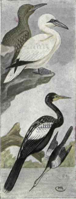Ganet Anhinga